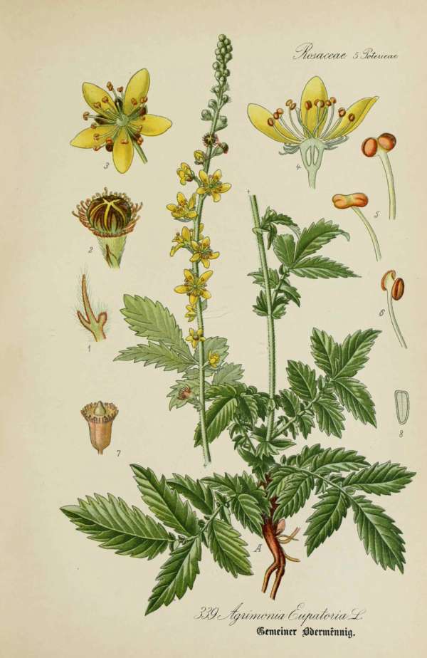 Gyógynövények, homeopátia, népi gyógyászat -1 – Apróbojtorján Dr. Thomé  Botanika